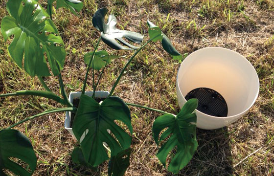 ビュプロの植物の鉢替えのサムネイル